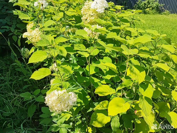 Гортензия древовидная большой куст