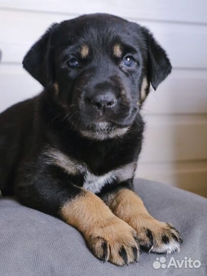 Лабрадор метис