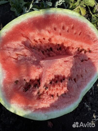 Арбуз оптом с поля