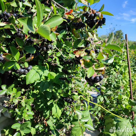 Черноплодная рябина