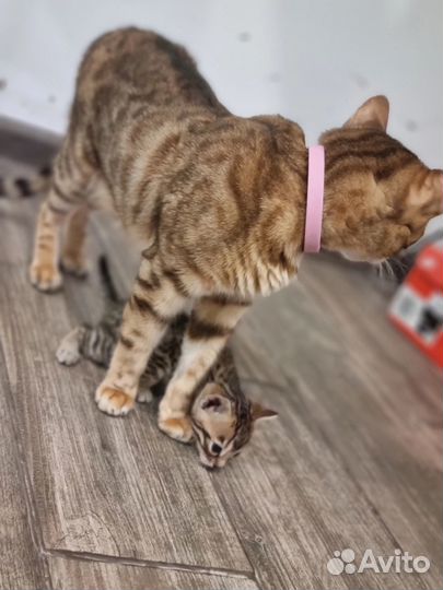 Бенгальская