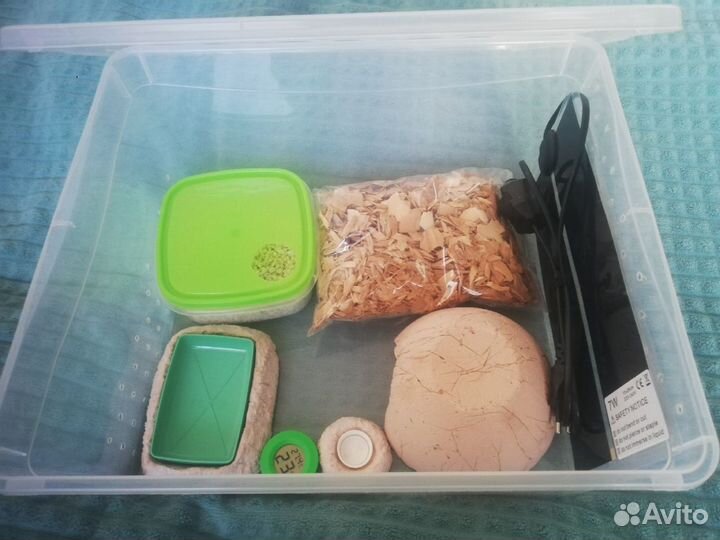 Контейнер для содержания эублефара