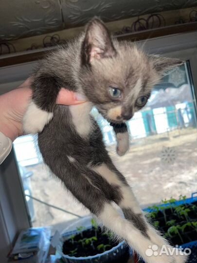 Котята даром