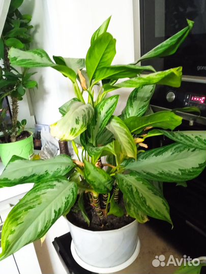 Спатифиллум аглеонема