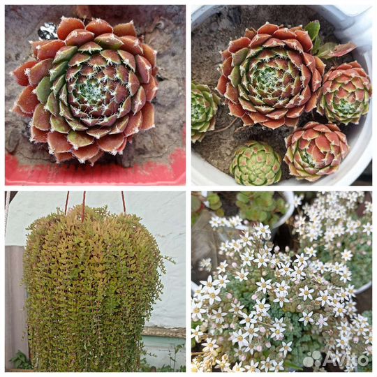 Растения для дома и улицы