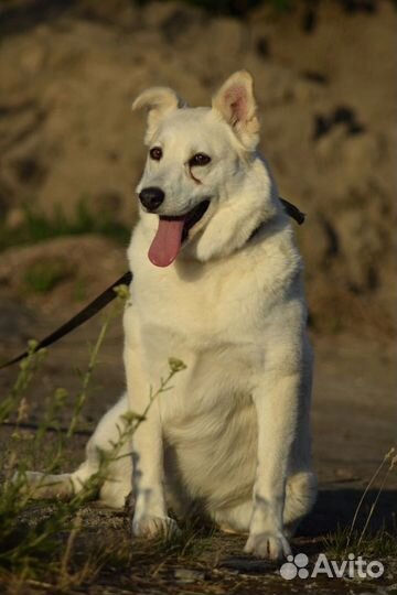Собака в добрые руки