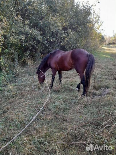 Лошадь жеребец