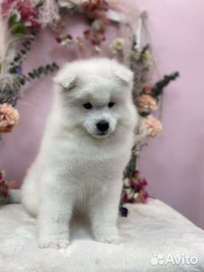 Самоедская лайка