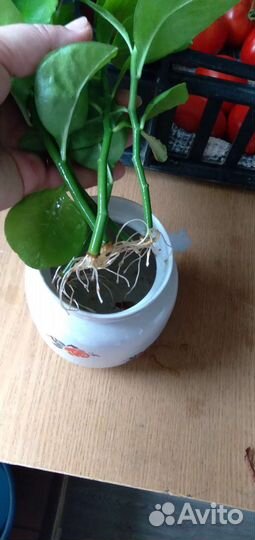 Педилантус