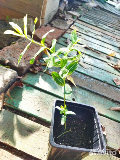 Декоротивно-цветущие растения для сада