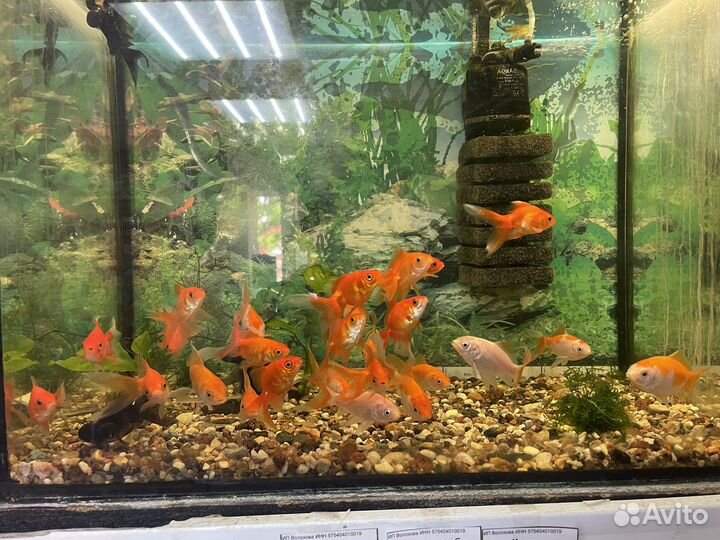 Аквариумные рыбки