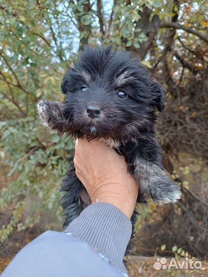 Щенок болоночки