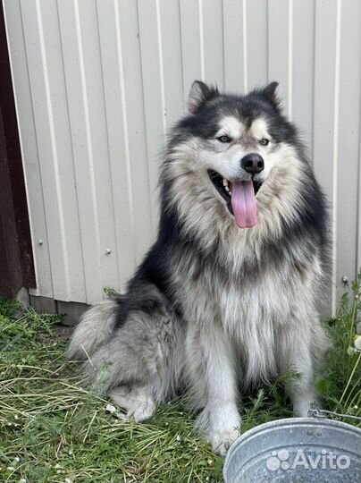 Маламут вязка