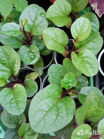 Базелла (малабарский шпинат), бегонии и др