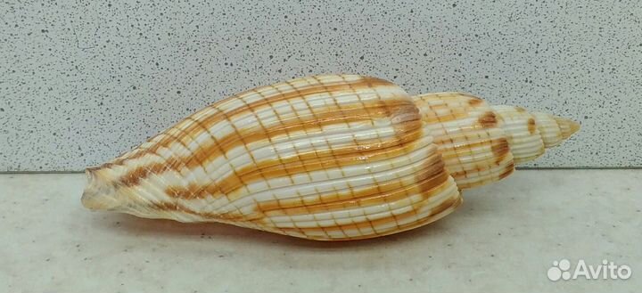 Лурия Куродай 10 морская ракушка раковина