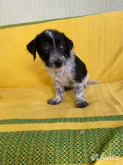 Теди щенок коротколапик от маленькой собачки