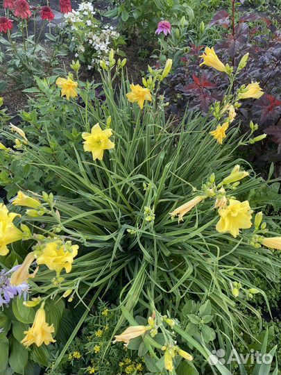 Лилейник Double River Wye