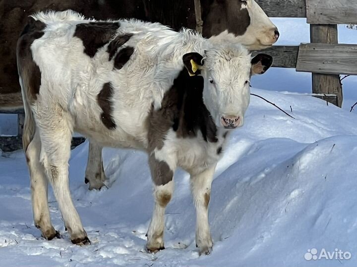 Телочка годовалая