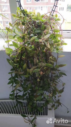 Комнатный цветок