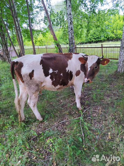 Первотелка