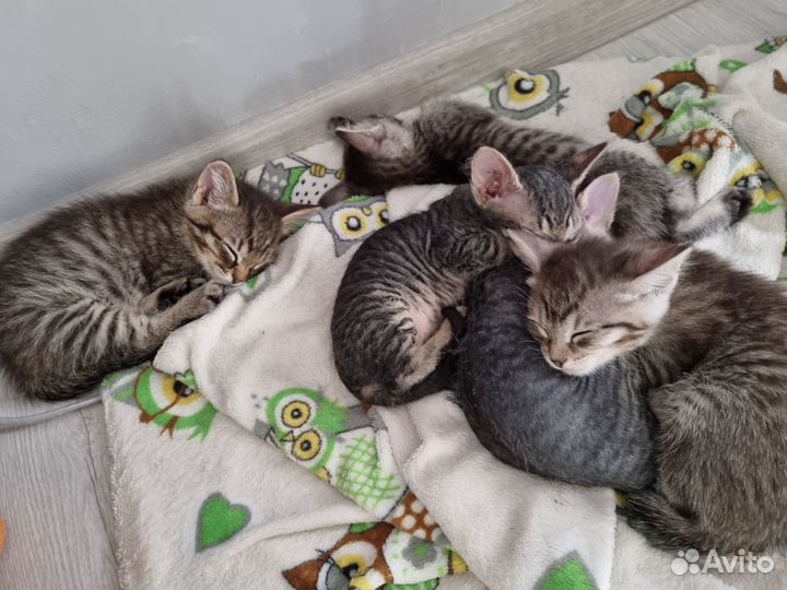 Отдам котят в добрые руки