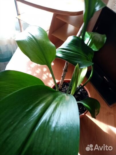 Комнатные цветы