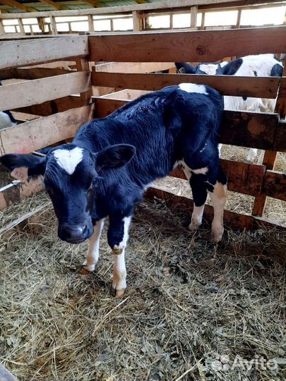 Быки на откорм