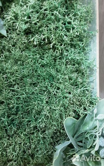 Панно из стабилизированного мха