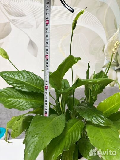 Спатифиллум