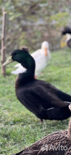 Утка хохлатая селезень или обмен на самку/ утку