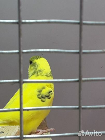 Волнистые попугаи