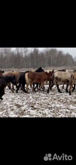 Жеребята 2024гр