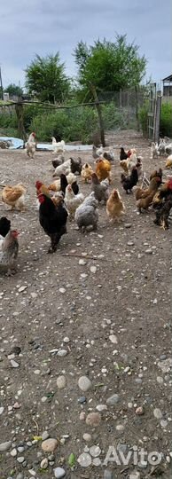 Куры домашние
