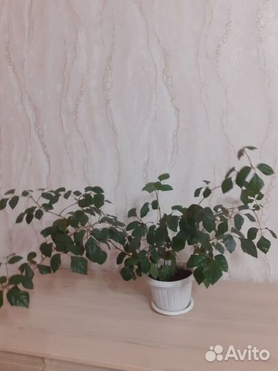 Комнатные цветы