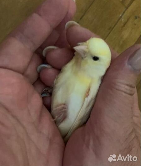 Канарейки молодые