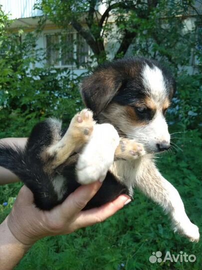 Маленькая собака в добрые руки