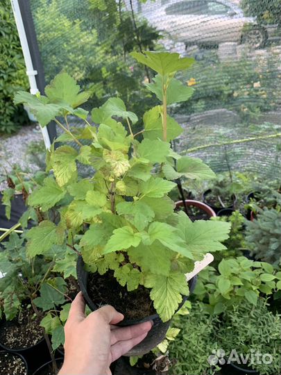 Пузыреплодник желтый Luteus