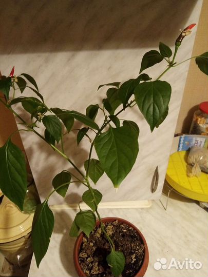 Книга о кактусах