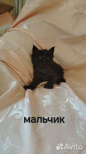 Мейн-кун