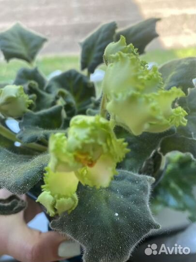 Сортовые фиалки цветущие