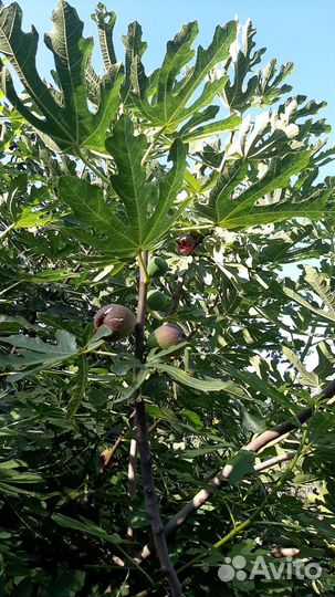 Рассада ремонтантной