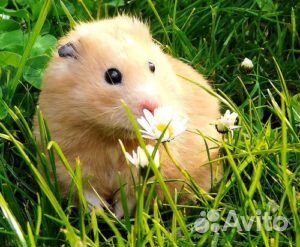 Хомяки сирийские, джунгарские