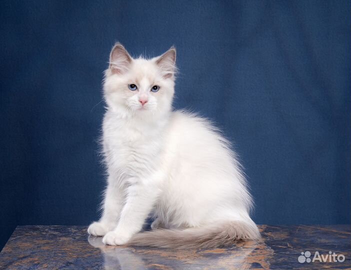 Котята рэгдолл