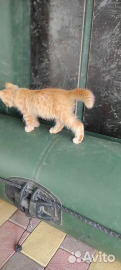Милый котенок