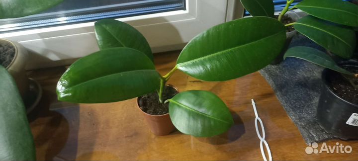 Фикус каучуконосный, комнатные растения