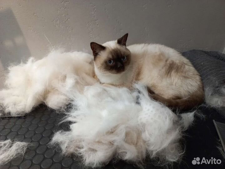 Грумер. Бережно стрижка, тримминг, вычесывание