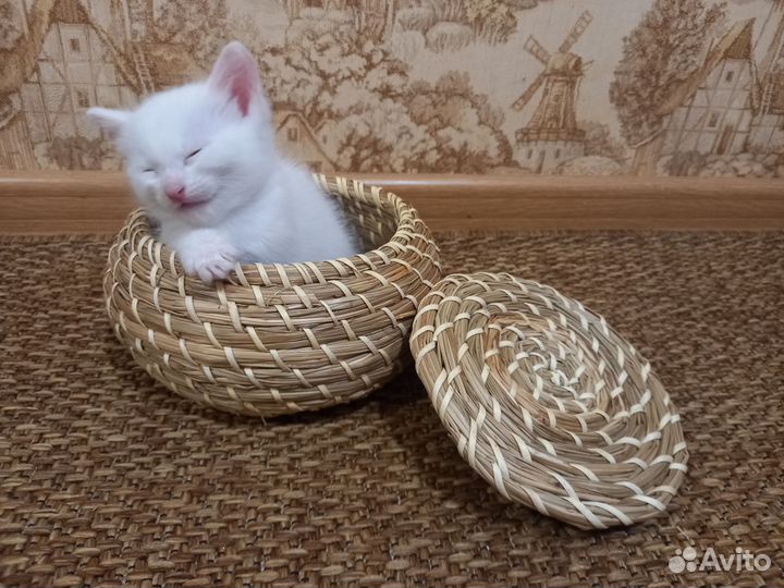 Котенок в добрые руки