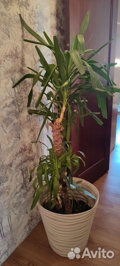 Юкка. Комнатное/офисное растение