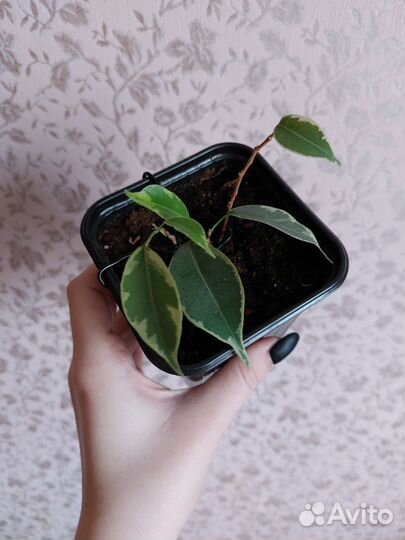 Фикус Бенджамина