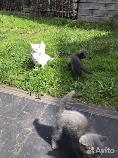 Котята в добрые руки